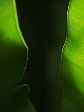 Tropikal bitkilerin büyük yeşil yapraklarına, büyük kuş yuvası eğreltiotu yapraklarına, doğal güneş ışığı altında açık hava seçici odak altında bulanık arka planda 