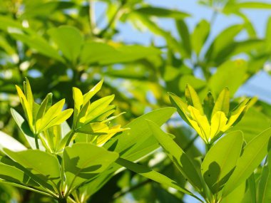 Bulanık organik renkli bitki yaprakları doğal güneş ışığı altında sığ alan derinliği ve ev bahçesindeki karanlık ortam huzur verici ruh hali için arka plan veya arka plan için.