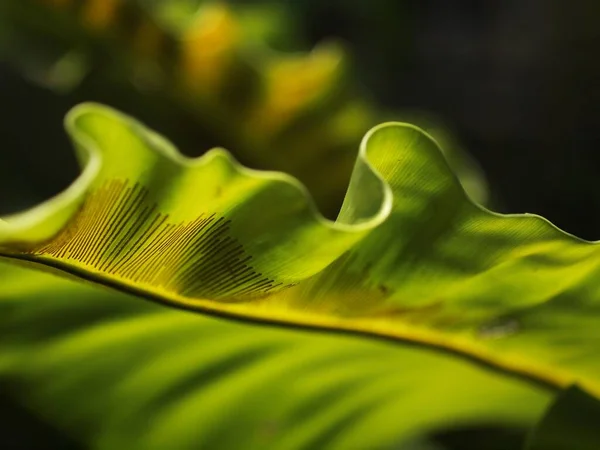 Primer Plano Del Cultivo Grandes Hojas Verdes Plantas Tropicales Grandes —  Fotos de Stock