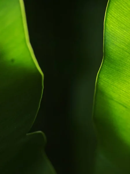 Sadon Lähikuva Suuria Vihreitä Lehtiä Trooppisten Kasvien Suurten Lintujen Pesä — kuvapankkivalokuva