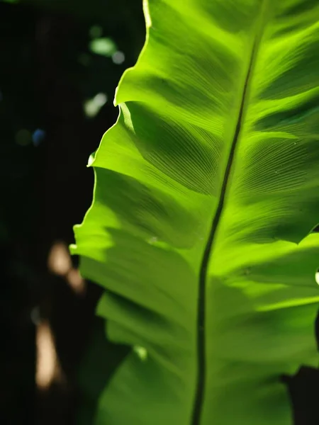 Crop Closeup Large Green Leaves Tropical Plants Large Bird Nest — Stock Photo, Image