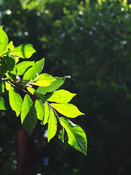 Vervaging Organische Kleurrijke Plant Bladeren Ondiepe Scherptediepte Onder Natuurlijk Zonlicht — Stockfoto