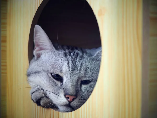 Bonito Cabelo Curto Jovem American Short Hair Raça Gatinho Cinza — Fotografia de Stock