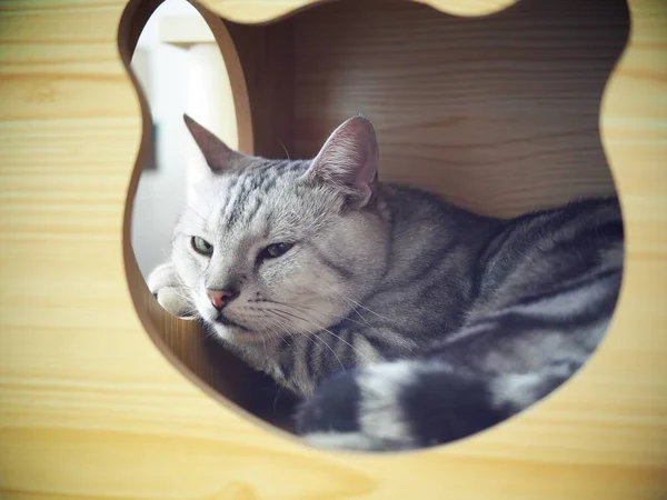 可爱的短发年轻的美式短发发猫品种的猫灰色和黑色条纹家的猫睡在猫盒里滑稽的脸特写焦点模糊的背景 — 图库照片