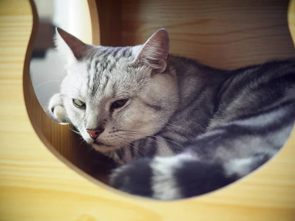 可爱的短发年轻的美式短发发猫品种的猫灰色和黑色条纹家的猫睡在猫盒里滑稽的脸特写焦点模糊的背景 — 图库照片