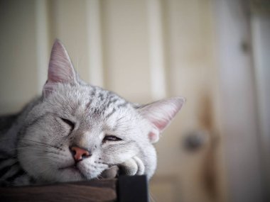 Şirin kısa saçlı genç AMERİKAN kısa saçlı kedi yavrusu gri ve siyah çizgili ev kedisi ahşap masa üstünde uyuyor uykulu, mutsuz, komik yüzlü seçici odak bulanık arkaplan