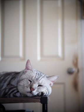 Şirin kısa saçlı genç AMERİKAN kısa saçlı kedi yavrusu gri ve siyah çizgili ev kedisi ahşap masa üstünde uyuyor uykulu, mutsuz, komik yüzlü seçici odak bulanık arkaplan