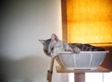 Şirin kısa saçlı genç AMERİKAN kısa saçlı kedi yavrusu gri ve siyah çizgili ev kedisi beyaz sepetin içinde uyuyan uykulu, mutsuz, komik yüzlü, seçici odak bulanık arkaplan