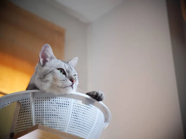 Şirin Kısa Saçlı Genç Ameri Kan Kısa Saçlı Kedi Yavrusu — Stok fotoğraf