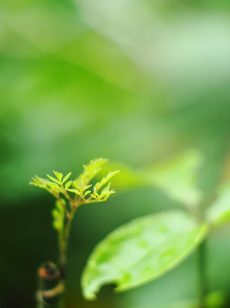 Vervaging Organische Kleurrijke Plant Bladeren Ondiepe Scherptediepte Onder Natuurlijk Zonlicht — Stockfoto