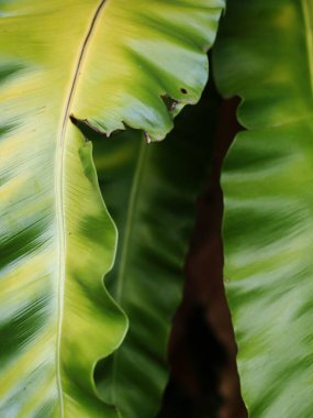 Tropikal bitkilerin büyük yeşil yapraklarına, büyük kuş yuvası eğreltiotu yapraklarına, doğal güneş ışığı altında açık hava seçici odak altında bulanık arka planda 