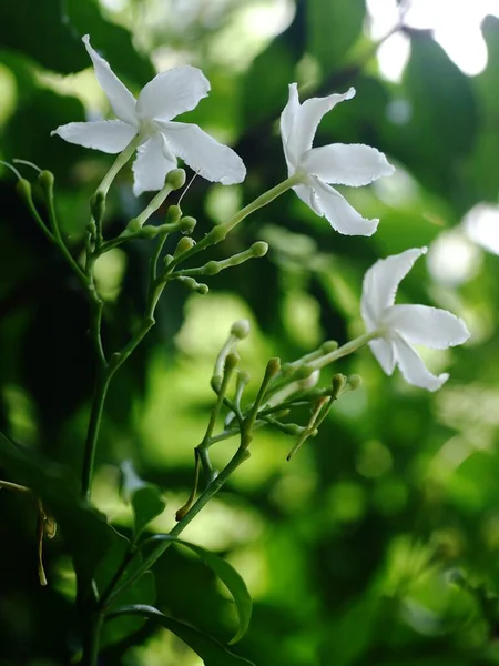 Białe Małe Kwiaty Wyglądają Podobnie Gerdenia Crape Jasmine Naturalnym Świetle — Zdjęcie stockowe