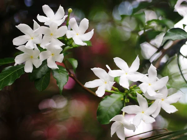 Vita Små Blommor Ser Som Gerdenia Crape Jasmine Naturligt Solljus — Stockfoto