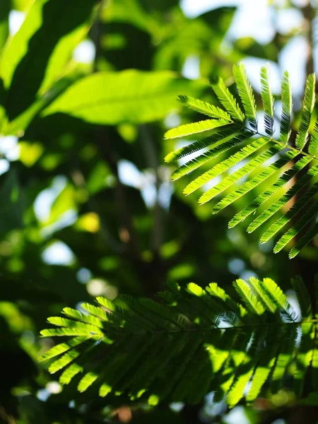 Blur Organic Colourful Plant Leaves Shallow Depth Field Natural Sunlight — Stock Photo, Image