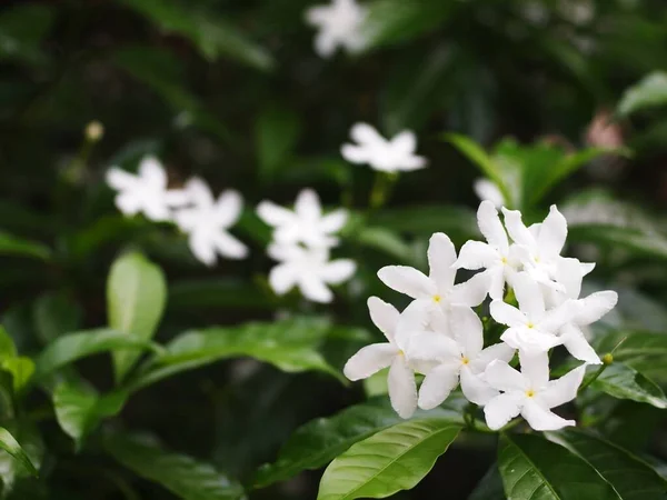 Білі Маленькі Квіточки Схожі Gerdenia Crape Jasmine Під Природним Сонячним — стокове фото