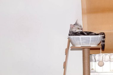 Şirin, kısa saçlı, kısa saçlı, kısa saçlı kedicik. Gri saçlı, siyah çizgili kedicik. Kedi mobilyalarının üzerinde beyaz sepette yatıyor..