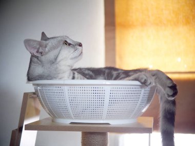 Şirin, kısa saçlı, kısa saçlı, kısa saçlı kedicik. Gri saçlı, siyah çizgili kedicik. Kedi mobilyalarının üzerinde beyaz sepette yatıyor..