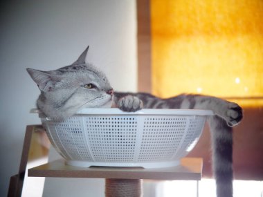 Şirin, kısa saçlı, kısa saçlı, kısa saçlı kedicik. Gri saçlı, siyah çizgili kedicik. Kedi mobilyalarının üzerinde beyaz sepette yatıyor..