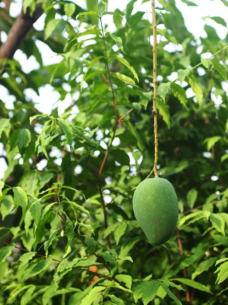 Green Young Fresh Unripe Mango Fruit Hanging Tree Organic Farm — Fotografia de Stock