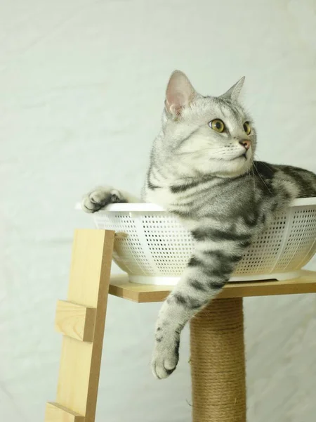 可爱的短发年轻的美式短发毛猫品种的猫灰色和黑色条纹家的猫躺在猫的家具的白色篮子 使不愉快的有趣的脸密切关注模糊的背景 — 图库照片