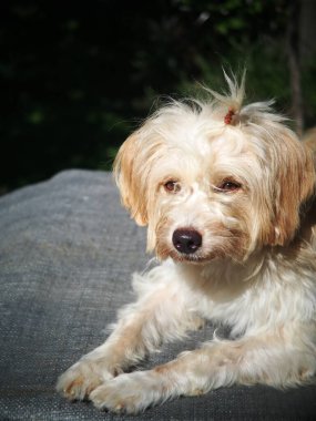 Güzel, kıllı, sevimli köpek gri renkli plastik örgü portrelerin üzerinde yatan küçük teriyer köpek yavrusu gibi görünüyor. Açık havada komik bir yüz yapıyor, koyu yeşil bahçe arka planı bulanıklaşıyor.