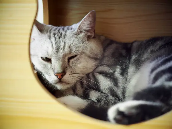 귀엽고 머리의 머리의 고양이 그레이와 줄무늬를 낳는다 고양이 상자에서 고양이는 — 스톡 사진