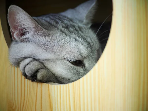 可爱的短发年轻的美式短发美式短发发猫品种的猫灰色和黑色条纹家的猫睡在猫盒里使悲伤和不快乐的脸亲密的选择性焦点模糊的背景 — 图库照片