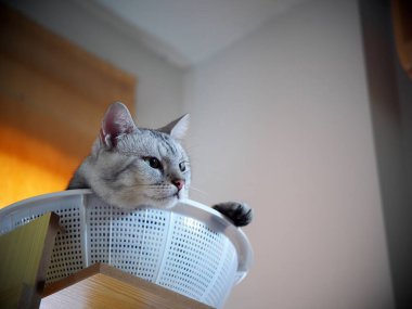 Şirin kısa saçlı genç AMERİKAN kısa saçlı kedi yavrusu gri ve siyah çizgili ev kedisi beyaz sepetin içinde uyuyan uykulu, mutsuz, komik yüzlü, seçici odak bulanık arkaplan