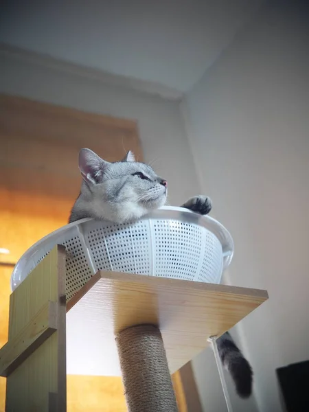 Şirin Kısa Saçlı Genç Ameri Kan Kısa Saçlı Kedi Yavrusu — Stok fotoğraf