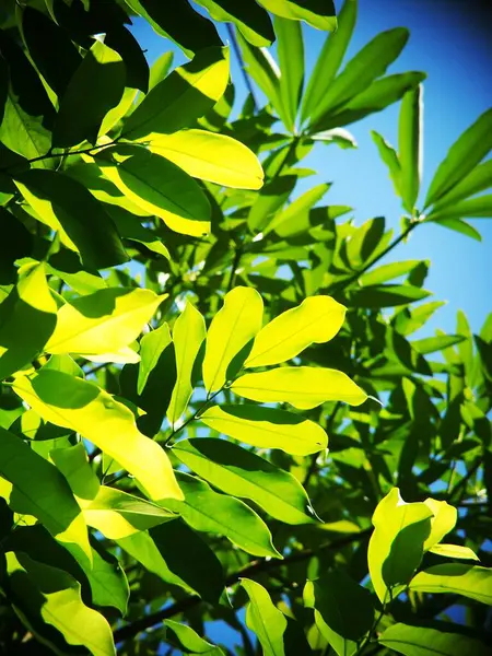 Borrão Orgânico Colorido Planta Deixa Profundidade Rasa Campo Sob Luz — Fotografia de Stock