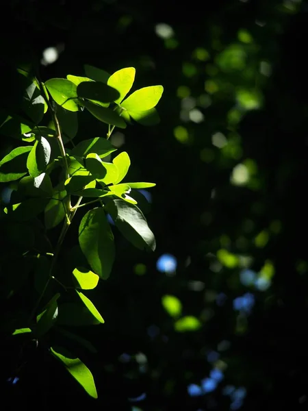 Borrão Orgânico Colorido Planta Deixa Profundidade Rasa Campo Sob Luz — Fotografia de Stock