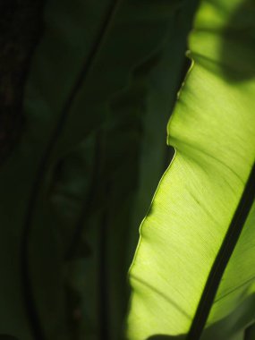 Tropikal bitkilerin büyük yeşil yapraklarına, büyük kuş yuvası eğreltiotu yapraklarına, doğal güneş ışığı altında açık hava seçici odak altında bulanık arka planda 
