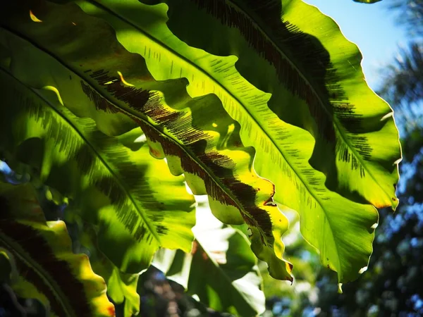 Primer Plano Del Cultivo Grandes Hojas Verdes Plantas Tropicales Grandes —  Fotos de Stock