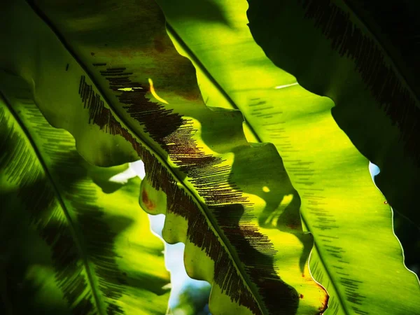 Primer Plano Del Cultivo Grandes Hojas Verdes Plantas Tropicales Grandes —  Fotos de Stock