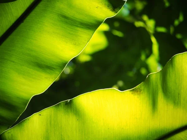 Primer Plano Del Cultivo Grandes Hojas Verdes Plantas Tropicales Grandes —  Fotos de Stock