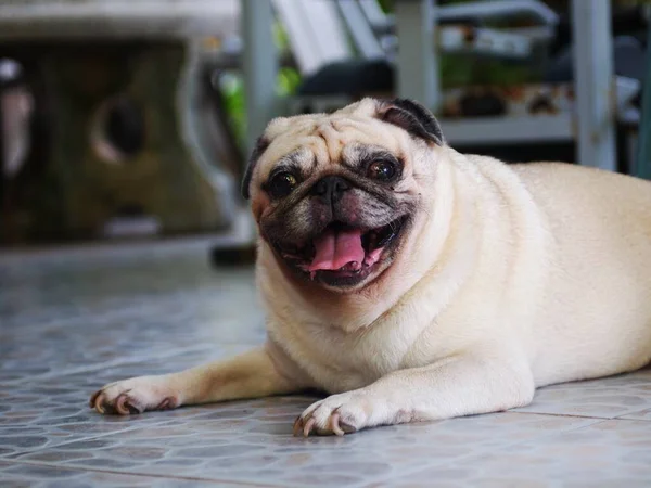 Lovely White Fat Cute Pug Portraits Close Playing Garden Outdoor — Stock Photo, Image