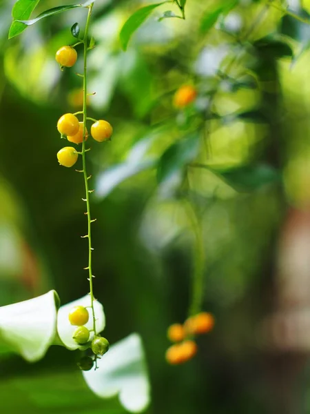 Fruits Seeds Sky Flower Golden Dew Drop Pigeon Berry Duranta — Stock Photo, Image