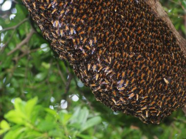 Büyük kahverengi, uzun, doğal, tehlikeli arı kovanının yakın plan resmi. Yeşil yapraklı, odak bulanıklığı olan bir ağacın üzerinde.