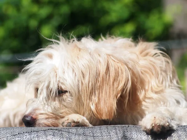 可愛い毛深い白いかわいい犬は 小さなテリア子犬のように見えます日光浴リラックス屋外のポートレートクローズアップは ぼやけた濃い緑の庭の環境の背景と面白い顔を作ります — ストック写真