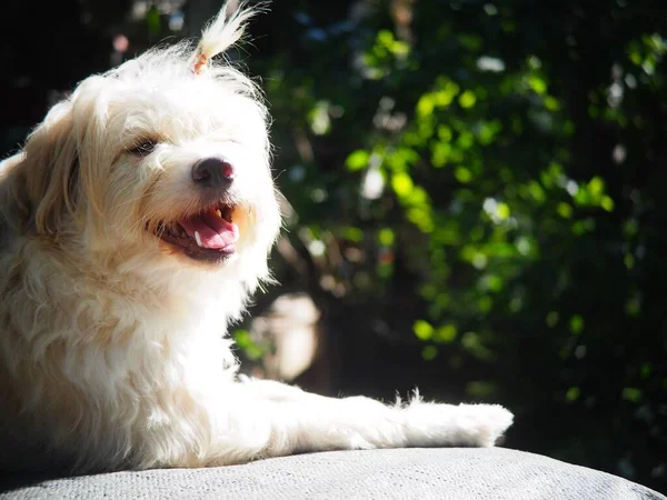 Lindo Peludo Branco Bonito Cão Parece Pequeno Terrier Filhote Cachorro — Fotografia de Stock