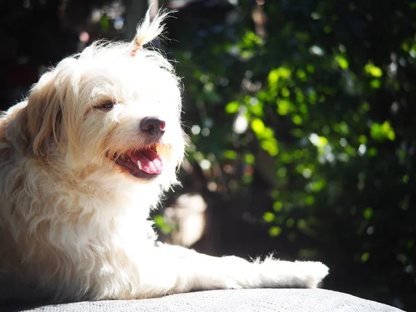 Lindo Peludo Branco Bonito Cão Parece Pequeno Terrier Filhote Cachorro — Fotografia de Stock