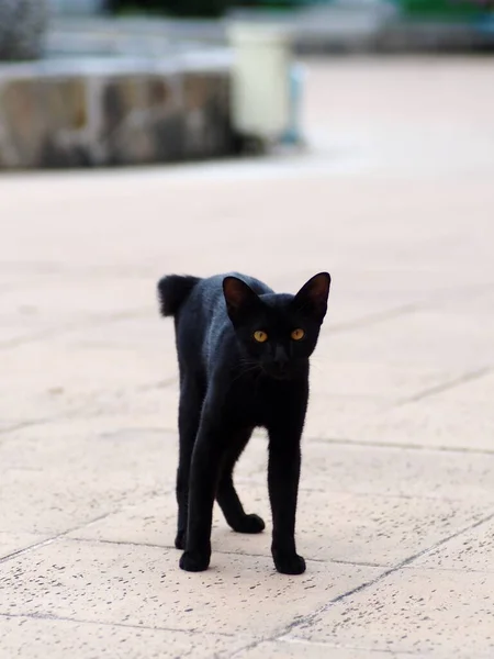 Evsiz Vahşi Başıboş Küçük Kara Kedinin Portreleri Kameraya Bakıyor Yol — Stok fotoğraf