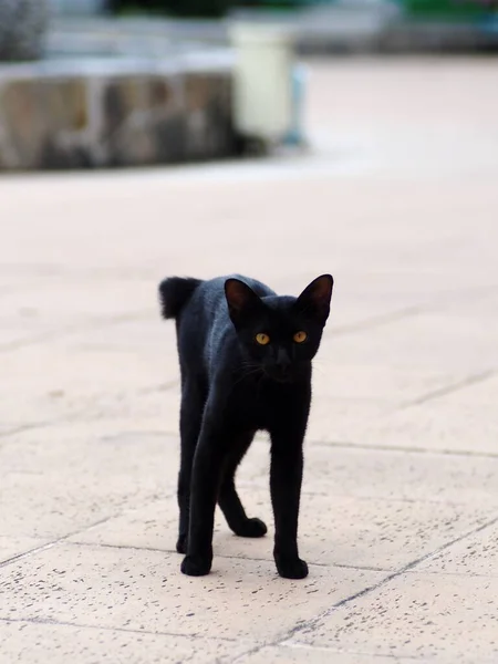 若いホームレスの肖像画野生の野良猫が通路の床でリラックスしてカメラを見て — ストック写真