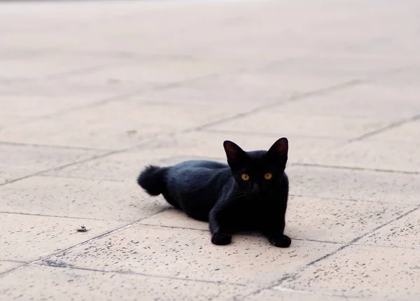 Ritratti Giovane Senzatetto Selvaggio Libero Randagio Piccolo Gatto Nero Guardando — Foto Stock