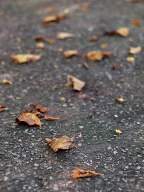 Arkaplan ya da arkaplan resmi olarak kullanılmak üzere bahçedeki eski ıslak beton zemin yüzeyinde büyüyen koyu yeşil yosun üzerine düşen kuru yaprak..