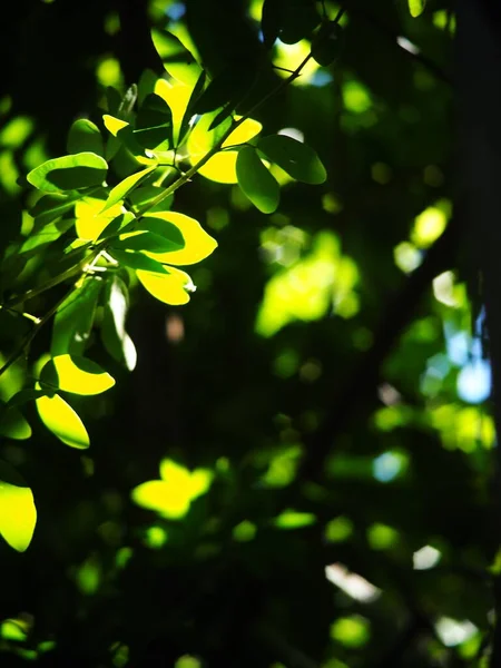 Desfoque Orgânico Colorido Planta Folhas Profundidade Rasa Campo Sob Luz — Fotografia de Stock