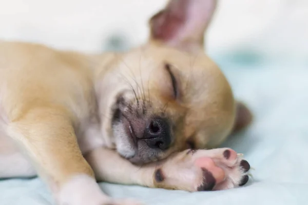 Ung Liten Beige Chihuahua Sovande — Stockfoto