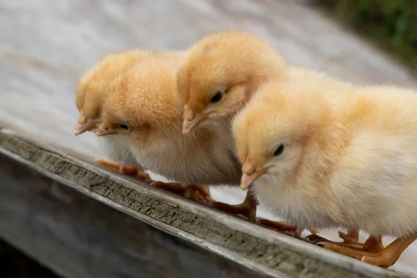 Dört Sarı Piliç Aşağı Bakıyor — Stok fotoğraf