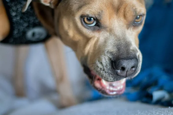 Wütender Pitbull Oder Knurrender Hund — Stockfoto