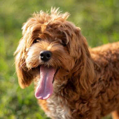 Cockapoo Köpek gün ışığında nefes nefese